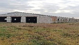 Здание телятника, аг. Столпня