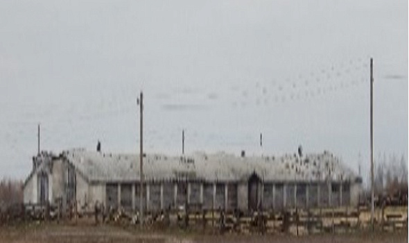 Коровник, д. Хвойное