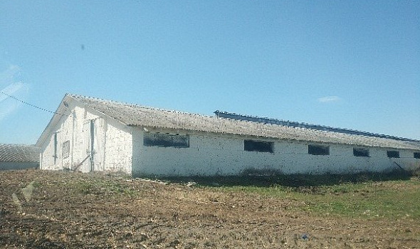 Здание коровника, Гомельская обл., Брагинский р-н, аг. Маложин