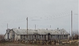 Коровник, д. Хвойное