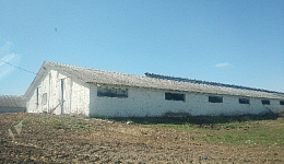 Здание коровника, Гомельская обл., Брагинский р-н, аг. Маложин